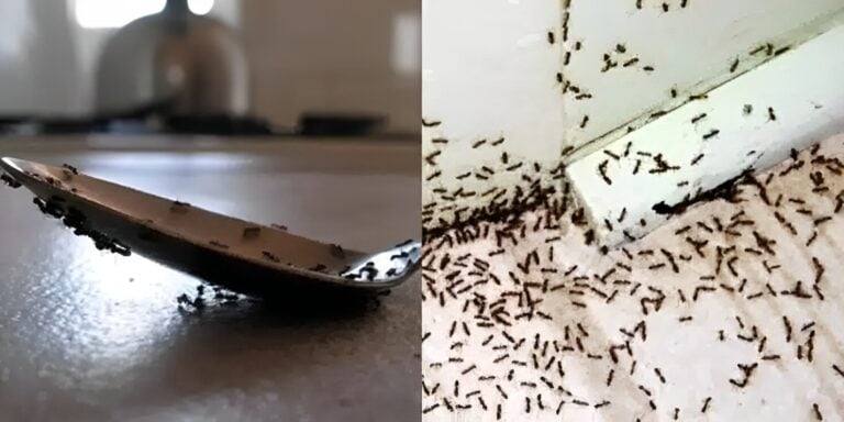 Μυρμήγκια σε πάγκους, μπαλκονόπορτες και αυλές: Τα 5 κόλπα των ειδικών για να τα εξαφανίσετε στο πι και φι