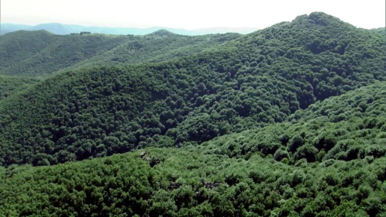 Βουλγαρία: Η δασική βλάστηση της χώρας έχει τριπλασιαστεί τα τελευταία 60 χρόνια