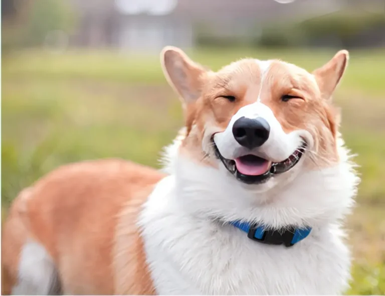 Δεν είναι τυχαίο: Γιατί ένας σκύλος δεν φεύγει ποτέ από το πλευρό του ιδιοκτήτη του ακόμη κι όταν αυτός πεθάνει