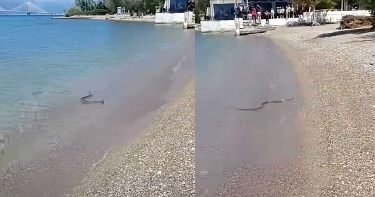 Αναστάτωση σε παραλία στην Πάτρα: Φίδι κολυμπούσε στη θάλασσα – Δείτε βίντεο