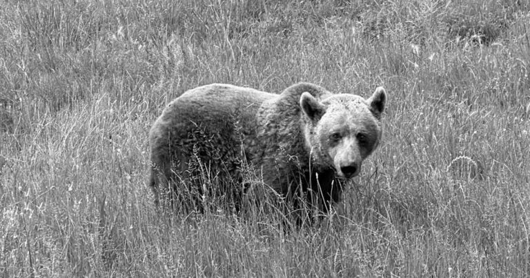Πέθανε η αρκούδα Μπάρμπαρα – Είχε έρθει στην Ελλάδα από τη Γιουγκοσλαβία το 1999