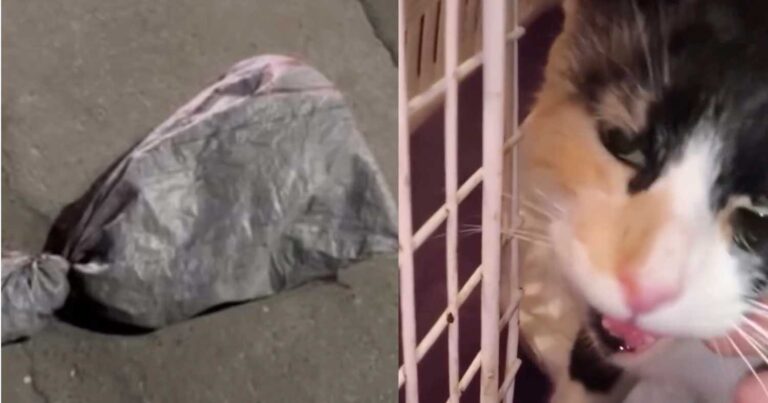 Καμίνια: Άγνωστοι έκλεισαν γάτα μέσα σε τσουβάλι – Έκκληση να βρεθούν οι υπαίτιοι