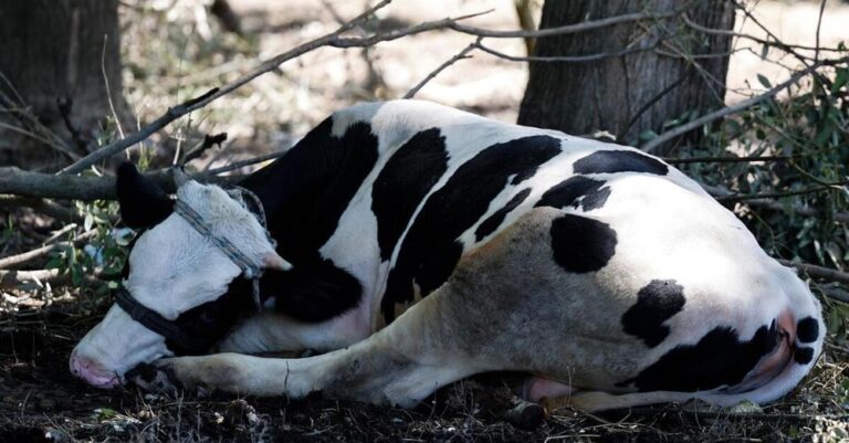 Καταγγελία για αγελάδες σε άθλιες συνθήκες στην Κω – Παρατημένες στον ήλιο με εγκαύματα