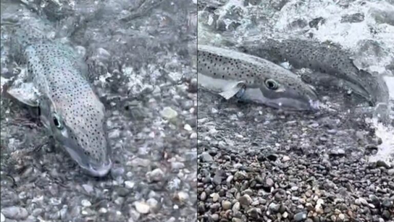 Τρέχουν έντρομοι έξω από το νερό οι λουόμενοι: Πανικός σε παραλία της Ελλάδας, τους κυνηγάνε δηλητηριώδη ψάρια