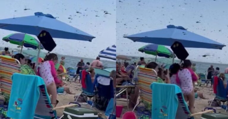 Απόκοσμες εικόνες σε παραλία: Ανατριχιαστικό θέαμα με χιλιάδες μεγάλα έντομα να «ορμάνε» επάνω σε λουόμενους