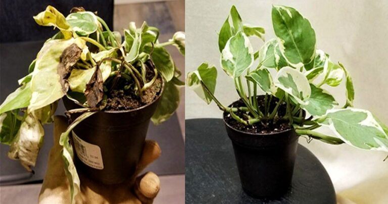 Γιατί πεθαίνουν τα φυτά σας: Τα λάθη που κάνουν όλοι και πως να τα επαναφέρετε ακόμη κι αν έχουν μαραθεί