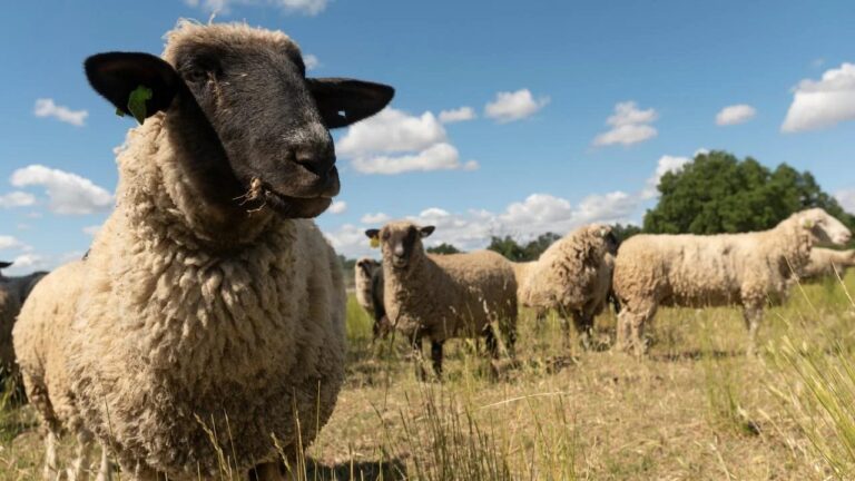 Πανώλη στη Θεσσαλία – Θανατώθηκαν πάνω από 3.000 ζώα