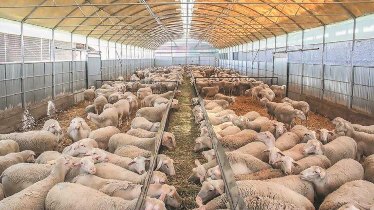 Συναγερμός για την πανώλη στην Ελλάδα: Νέα μέτρα για τα αιγοπρόβατα – Τι αλλάζει σε όλη την ελληνική επικράτεια