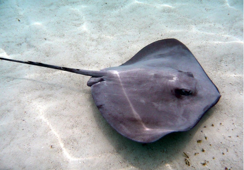 800px stingray with stinger
