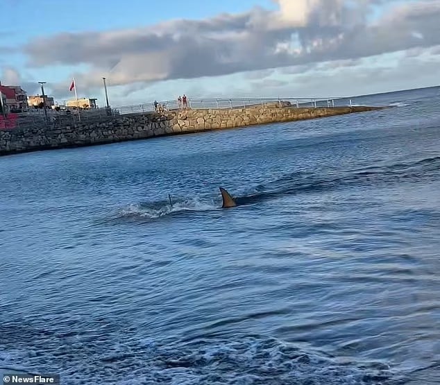 87536909 13651431 a dramatic video has captured the moment a shark charges towards m 4 1721402881578