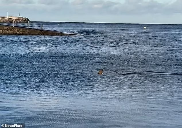 87536915 13651431 the shark eventually turns around and swims back out to sea much m 6 1721402905696