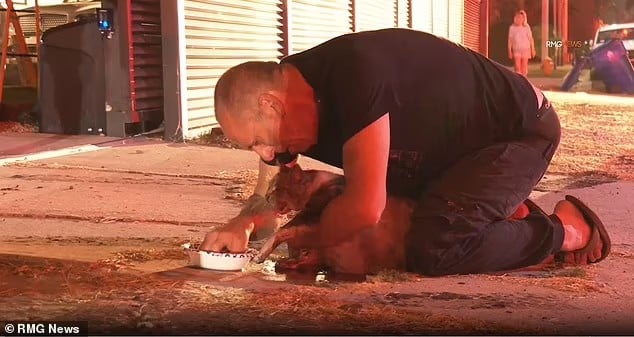 87903685 13684367 isaac vaizman fell to his knees and cooled of his panting cat ch a 22 1722266723610