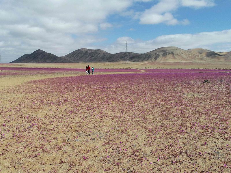 atacama desert gallery 190a5d2c2f6 original ratio