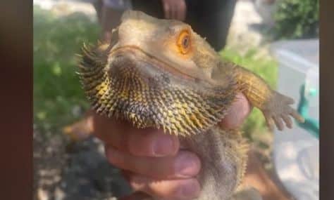 Θεσσαλονίκη: «Δράκος»έκοβε… βόλτες στην Άνω Πόλη