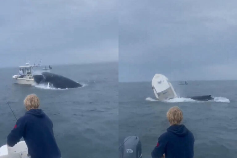 Φάλαινα προσγειώθηκε σε βάρκα ψαράδων και τους εκτόξευσε στον αέρα