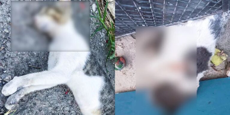 Σκότωσαν γάτες και σκύλους με φόλες στην Αιγιαλεία – Επικηρύχθηκε ο δράστης