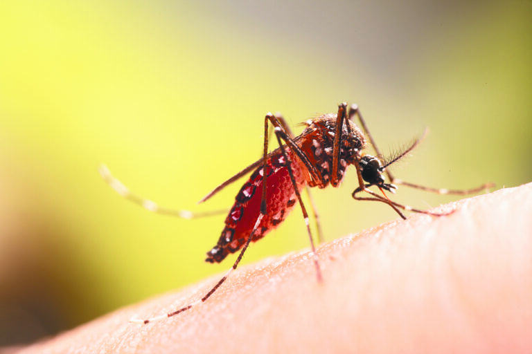 Συναγερμός στην Ελλάδα για τα κουνούπια που μεταδίδουν επικίνδυνα νοσήματα