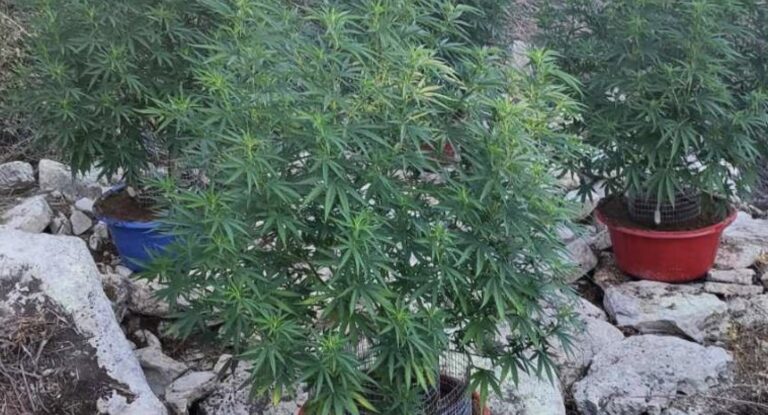 Εντοπίστηκε χασισοφυτεία με 39 δενδρύλλια στο Μυλοπόταμο – Αναζητούνται οι καλλιεργητές