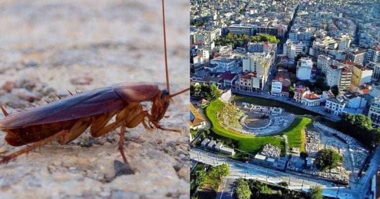 Λάρισα: Νέος τρόμος με ιπτάμενες κατσαρίδες – Γέμισε ο τόπος, ανάστατοι οι κάτοικοι «σφραγίζουν» σιφόνια 