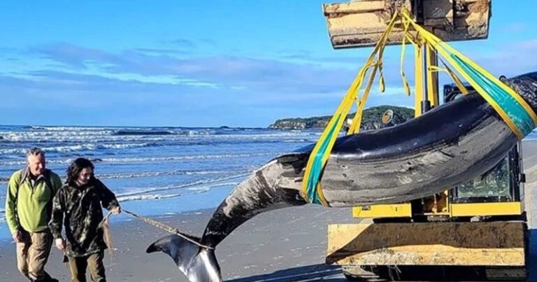 Ξεβράστηκε σε παραλία η «σπανιότερη φάλαινα» στον κόσμο – Απαντήσεις για το τεράστιο δελφίνι με δόντια… φτυαριού