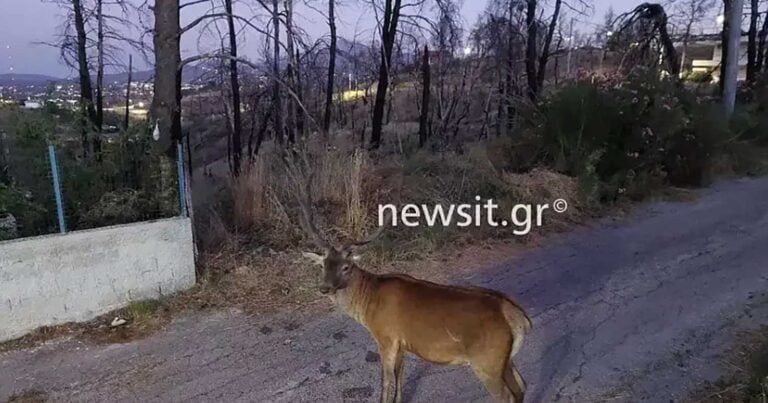 Ελάφια από τα καμένα ψάχνουν τροφή σε κεντρικούς δρόμους της Αττικής