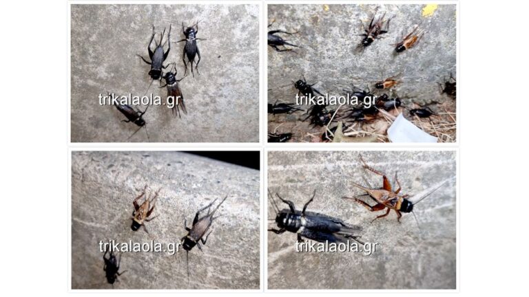 Τρίκαλα: Απίστευτη εισβολή από εκατομμύρια τριζόνια στην πόλη και στα χωριά – Ανησυχούν οι κάτοικοι