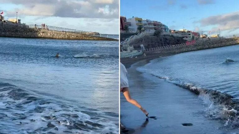 Βίντεο-σοκ: Καρχαρίας ορμά στα ρηχά παραλίας – Τρέχουν και ουρλιάζουν οι λουόμενοι