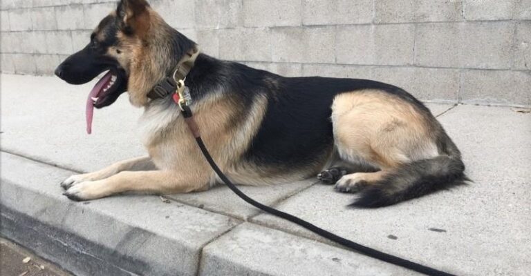 Ο σκύλος τους δεν κοιμόταν καθόλου και νόμιζαν ότι είναι άρρωστος. Όταν ανακάλυψαν γιατί μένει ξύπνιος τα βράδια, πάγωσαν 