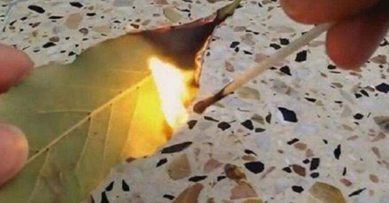 Κάψτε ένα φύλλο δάφνης στο σπίτι σας: Το γιατί θα σας αφήσει με το στόμα ανοιχτό