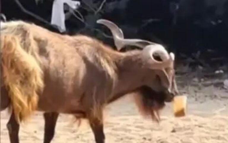 Σύβοτα: Τράγος άρπαξε freddo espresso από παραλία και έγινε viral – Δείτε βίντεο