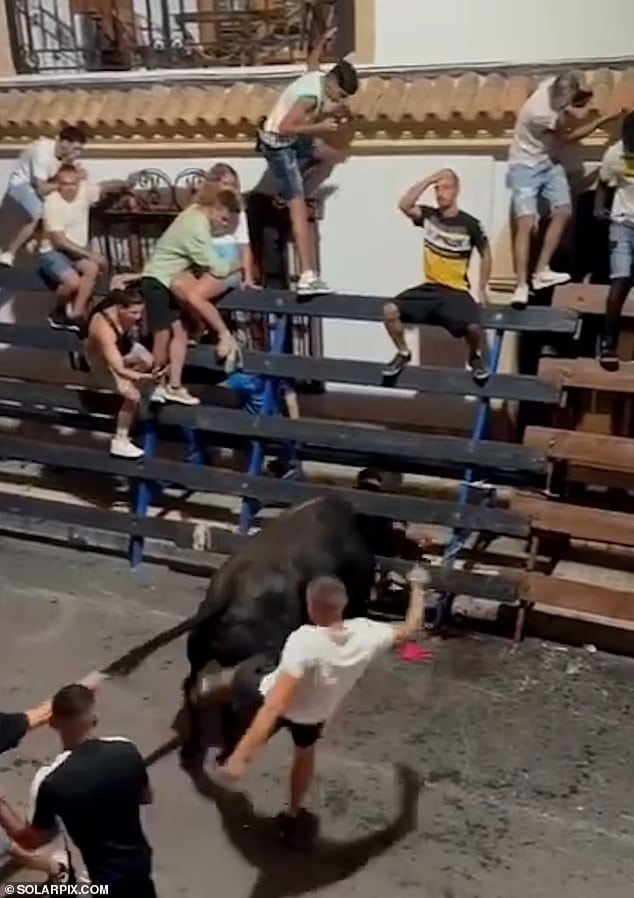 88261139 13718605 with some weighing more than 1 000lbs the bull continued despite a 37 1723035810874