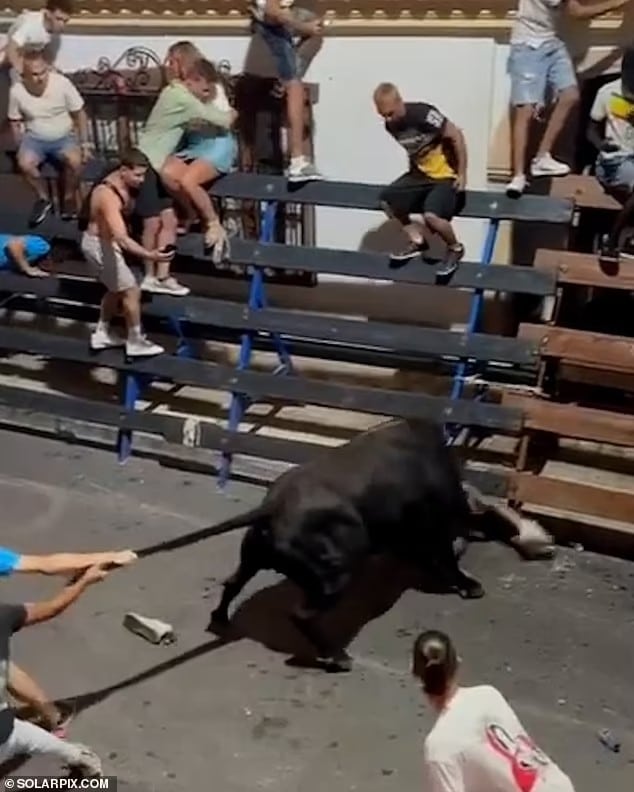 88261149 13718605 horrifying scenes showed spectators pulling the bull s tail as i a 38 1723035813959