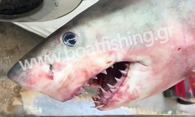 «Πιάστηκε» σπάνιος επιθετικός λευκός καρχαρίας στην Ελλάδα – Σε ποια περιοχή