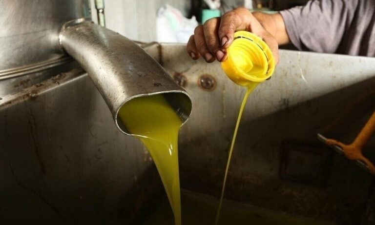 Πολύ άσχημα νέα για το ελαιόλαδο για τη νέα χρονιά