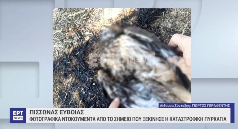 Απίστευτο: Η πυρκαγιά στην Εύβοια από γεράκι που άρπαξε φωτιά από καλώδιο της ΔΕΗ