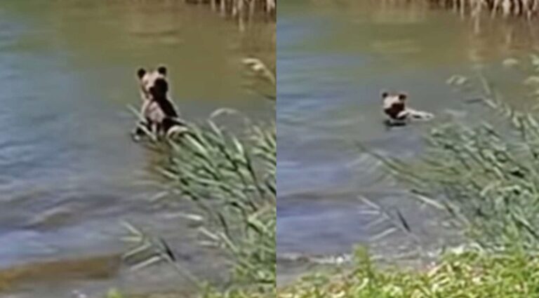 Γλυκύτατο αρκουδάκι πήγε για μπάνιο στη μικρή Πρέσπα
