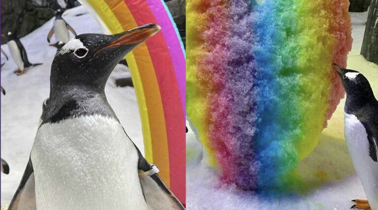 Πέθανε ο Σφεν, ο διάσημος ομοφυλόφιλος πιγκουίνος – O σύντροφός του τον αποχαιρέτησε τραγουδώντας