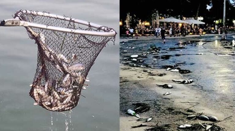 Απίστευτες εικόνες σε πόλη της Ελλάδας: Το λιμάνι γέμισε με νεκρά ψάρια και τα μαζεύουν με απόχες