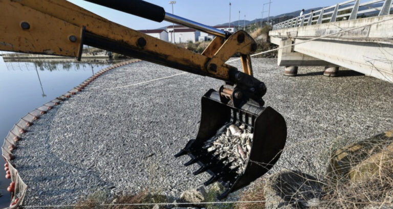 Βόλος: Θα προσελκύσουν τα νεκρά ψάρια καρχαρίες; – Γιατί η περισυλλογή πρέπει να γίνει εγκαίρως