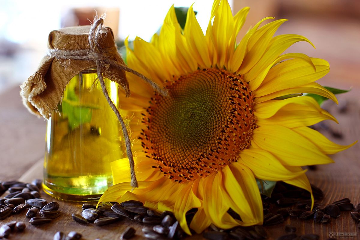 sunflower oil and sunflower