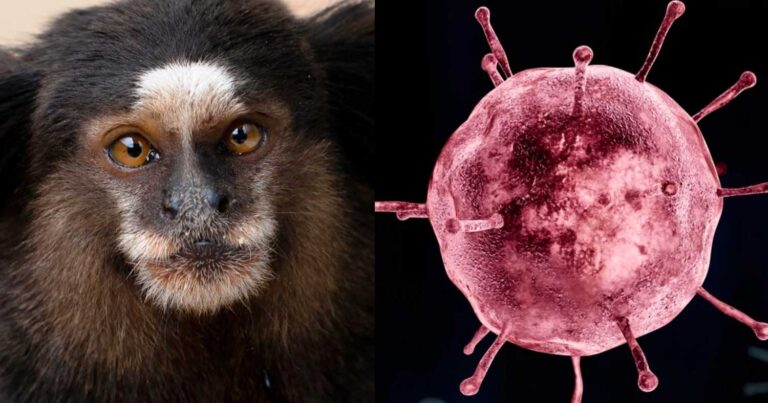 Συναγερμός στην Ευρώπη: Εντοπίστηκαν τα πρώτα κρούσματα του ιού Oropouche