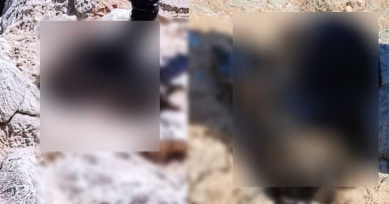 Κτηνωδία σοκ στην Ελλάδα – Έδεσαν σκύλο με πέτρα και τον πέταξαν στη θάλασσα – Τον βρήκε πνιγμένο ψαροτουφεκάς