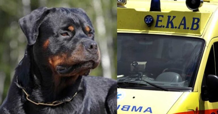 Ροτβάιλερ επιτέθηκε σε ολόκληρη οικογένεια – Κατασπάραξε το σκυλάκι τους, παραλίγο και το μωρό τους