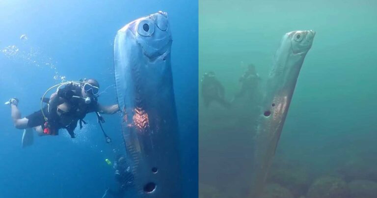 Φόβος για μεγάλο σεισμό: Εντοπίστηκε αυτό το ψάρι – Είναι γνωστό ως ο προάγγελος της «καταστροφής»