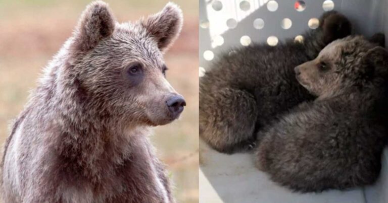 Τραγωδία – Βρέθηκαν δύο νεκρά αρκουδάκια στην Εθνική οδό