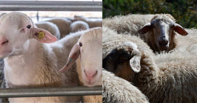 Συναγερμός – Εντοπίστηκαν νέα κρούσματα ευλογιάς των προβάτων στην Ελλάδα