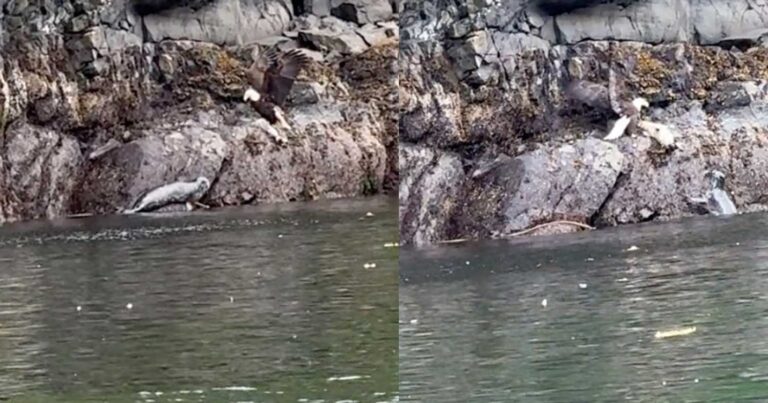 Μητέρα φώκια σώζει την τελευταία στιγμή το μωρό της από τεράστιο αετό – Συγκλονιστικό βίντεο