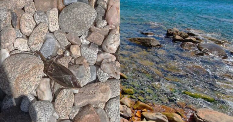 Εμφανίστηκε δηλητηριώδες έντομο σε ελληνική παραλία