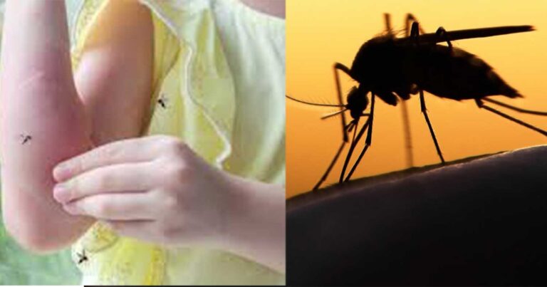 Συναγερμός στην Ελλάδα για τον ιό του Δυτικού Νείλου – Σε ποιες περιοχές έχουν καταγραφεί κρούσματα