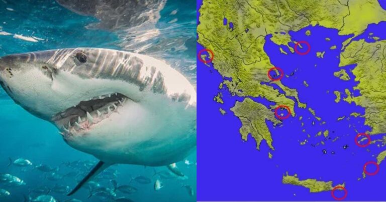 Καρχαρίες στις ελληνικές παραλίες – Χάρτης με τις περιοχές που έχουν γίνει επιθέσεις στην Ελλάδα – Ti να κάνατε όταν τους δείτε 